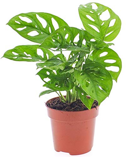 Vibrant Monstera Obliqua Affenblatt innen Pflanze getopft Hauspflanze 20-30cm mit Topf
