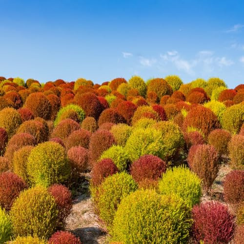 semi di kochia scoparia, cipresso estivo biologici, piccolo davanzale di serra resistenti all'esterno perenni resistenti 400pcs
