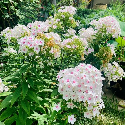 Phlox de alfombra - flox subulata silvestres balcón decoración de semillas silvestres resistentes 1200pcs
