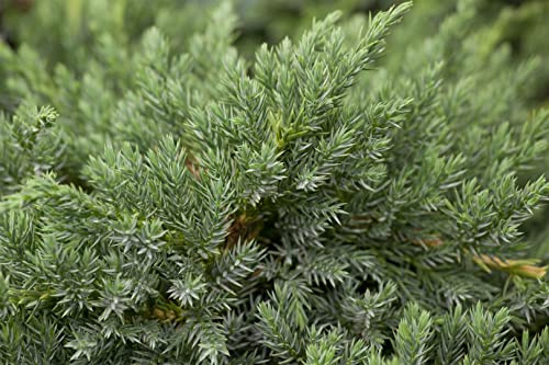 Juniperus squamata 'Blue Carpet' 30-40 cm – Winterhart, Immergrün, Pflegeleicht – Blauer Zwergwacholder – Bodendecker für Steingarten & Garten
