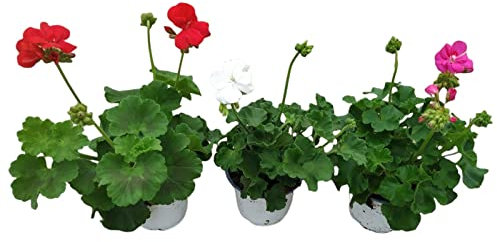 Trio de Geranios Naturales Plantas con Flores de Colores