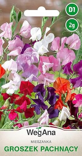 WegAna Semi di pisello dolce profumato 2g, mix di colori, pianta rampicante colorata, piante da giardino, piante da balcone, pascolo per le api, semi di fiori, semi di fiori