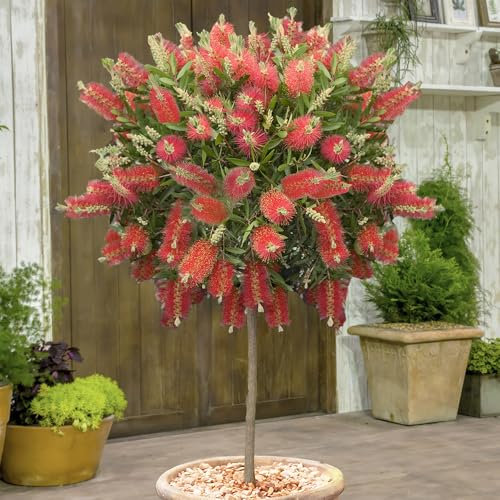 YouGarden Callistemon Bottlebrush Plant (Approximately 80-110cm Incl. Pot). Bottle Brush Plant Shrub. Perfect As Patio Plants