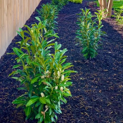 semi di siepe di alloro ciliegio, selvatici da balcone alloro ciliegio biologici vecchie varietà, gione, 100pcs