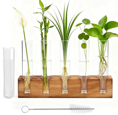 Gykutix Hydroponische Vase Reagenzgläser mit Ständer, Reagenzglasständer Ableger Pflanzen Glas mit Reinigungsbürste für Hydrokultur Pflanzen, Tisch Hause Büro Wohnzimmer Küche Deko