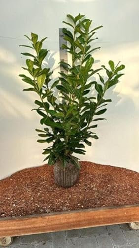 25 Kirschlorbeer Rotundifolia 60-100cm im Topf reine Pflanzenhöhe Prunus laurocerasus Lorbeer schnellwachsend Heckenpflanzen immergrün Premium Qualität vom Gärtner