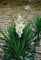 Portal Cool YUCCA Evergreen arbusto Aguja Palma Planta Filamentosa Borde Brillante Pot 9 cm X 1 T & M