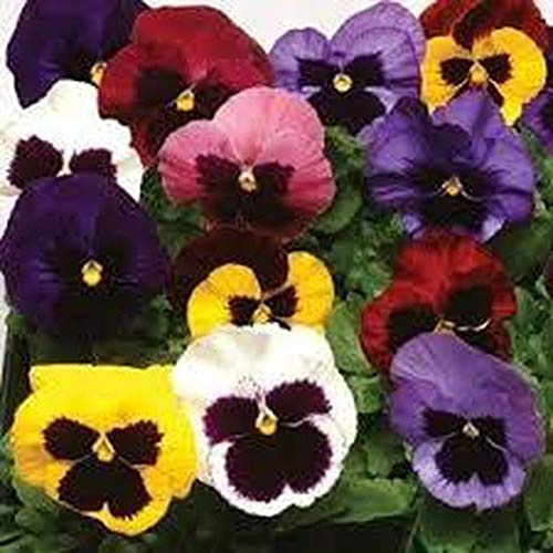 Flores Frescas Online Pensamientos Caja 15 Plantas Portes Gratis