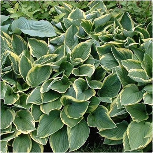 Hosta Bare Roots 'Aureomarginata' x 6 Plantain Lilies Perennial Plants by Growtanical®