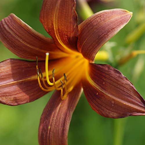 Blumixx Stauden Hemerocallis Hybride 'Brunette' – Taglilie, braunrot blühend, winterharte Staude, pflegeleicht, für Beet