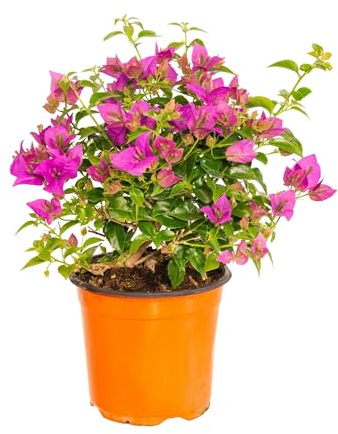 Bonplants Bougainvillea (Cespuglio Viola/Fucsia, Vaso 17, h 35 cm)