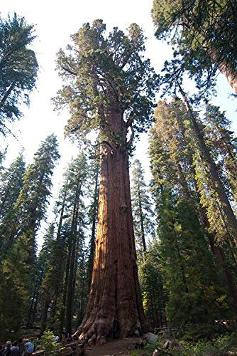 Potseed Germinazione I Semi: 20 Giant Sequoia - Sequoia Sierra, freschi più Grande