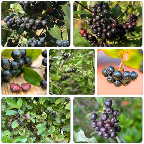 aronia semillas de Camas elevadas para el jardín reverdecimiento tejados jardín rocas decoración oficina enanos resistentes 300pcs