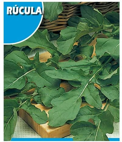 Semillas Naturales de Rúgula o Rúcula para Brotes Tiernos