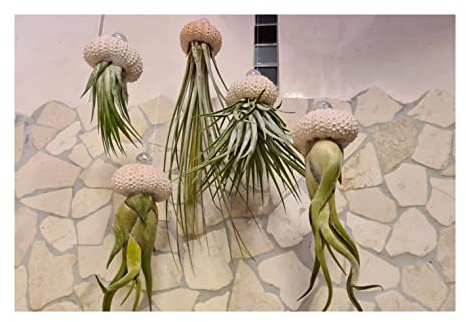 Stk - 4x Seeigel Qualle Mix Luftreinigende Hängepflanze mit Lebende Tillandsia SI4 - Seeds & Plants Shop by Ipsa