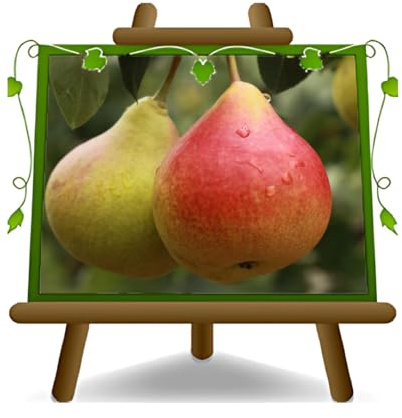 EURO PLANTS VIVAI Poirier Angélique Fruits anciens plante fruitière en pot 24/26 cm hauteur maximale 180 cm - Âge 4 ans