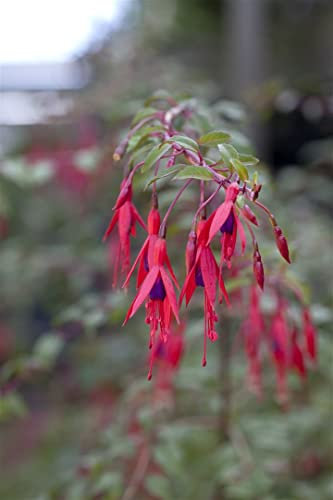 Fuchsia magellanica 'Tenella' ca. 11x11 cm Topf - Magellan-Fuchsie, rote und violette Blüten, Blütezeit Juni-Oktober, ideal für Kübel, winterhart und pflegeleicht