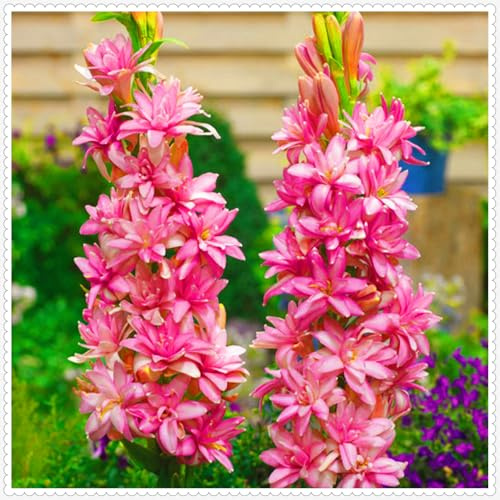 Tuberosa - Perenne resistente, intensamente profumata, ideale per giardini, balconi e paesaggistica, facile da coltivare anche per i principianti-6Rizomi-B