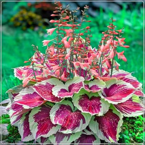 Excellent Display, Easy to Plant, Flowering Rhizome,Wedding Flowers, Hostas for Planting, Greening Flower,Hosta Rhizome，Bloom Year After Year-10 Bulbs-E