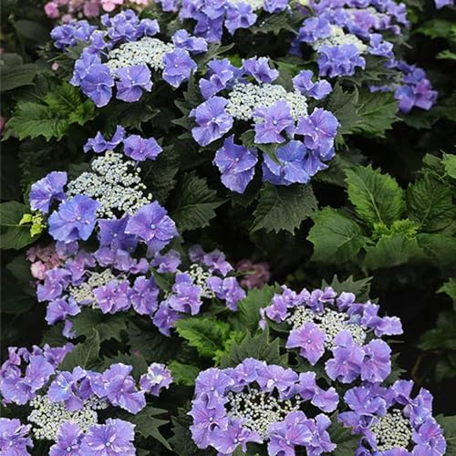semillas de hortensias resistentes - decoracion jardin organicas balcón 200pcs