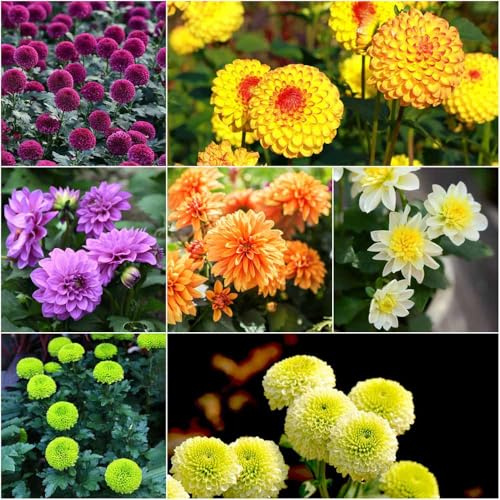 semillas de dalia resistentes - semillas de dalia resistentes bonsai balcon prado perennes, al invierno para 700pcs