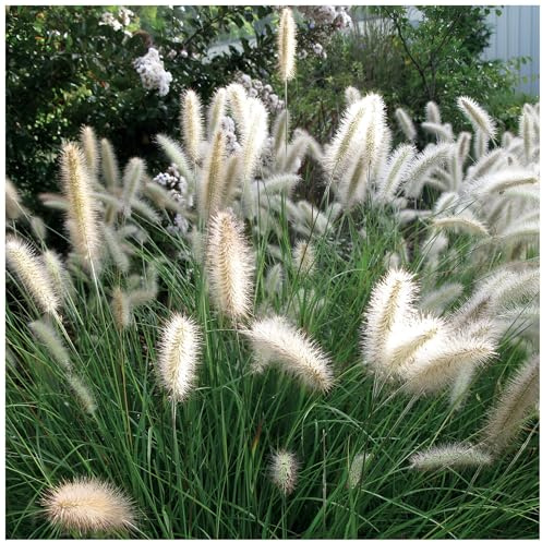 Stauden Gänge 1 x Pennisetum alopecuroides 'Cassian' Lampenputzergras | Mittelhohes Ziergras für Sonne, Blüte August bis Oktober, mehrjährig, 1 L Topf (11x11 cm)