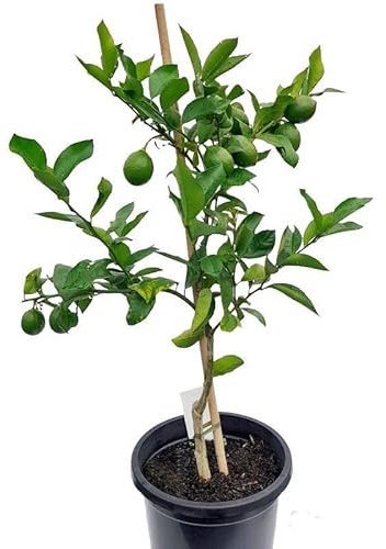 Limonero - Cosecha tu Propia Dulzura - Árbol Frutal Natural Para tu Jardín