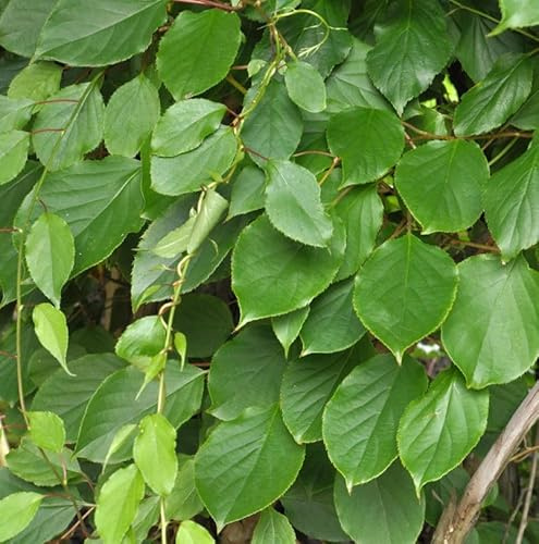 Mini-Kiwi Prince Jumbo männlich 40-60cm - Actinidia arguta - lebende Gartenpflanze aus den Baumschulen