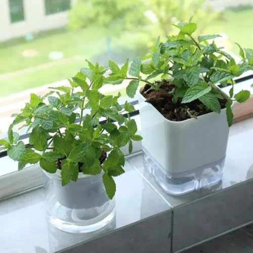Semi di menta verde - prodotti sostenibili per giardino di rare semi di da cucina 600pcs