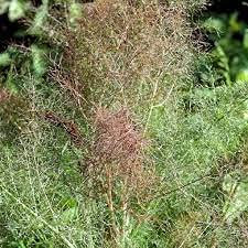 Genipap 100 Stück Kriechende Thymiansamen