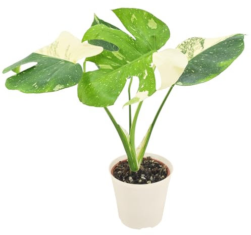Arcadia Garden Products LV70 Live - Planta de interior abigarrada rara de 10 cm de la constelación tailandesa de Monstera en maceta de plástico blanco, 10 cm
