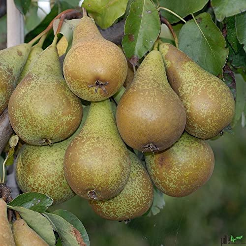 Birnenbaum Pyrus communis Terrassenobst Conference - Liefergröße 80-120 cm | Wuchshöhe 200-300 cm | Wuchsbreite 200-300 cm