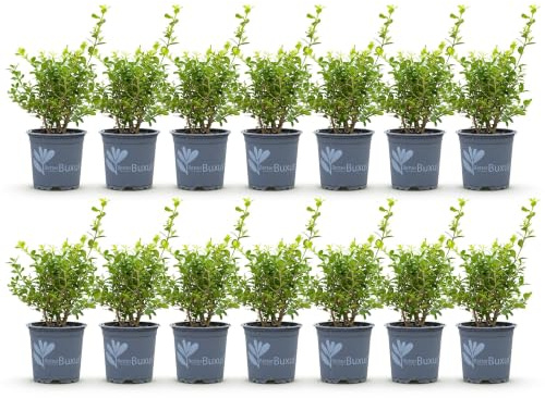 Boj para Seto Resistente, Verde, Pack de 14 Plantas, Maceta 10.5 cm, 2 m
