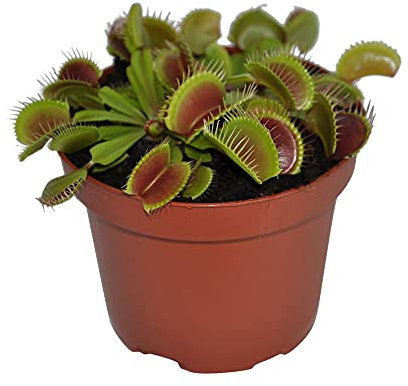 Planta Carnívora Natural Dionaea Muscipula Venus Atrapamoscas Planta Viva Que Come Insectos