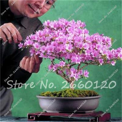 Viola: 50 Pz/borsa Semi di Azalea Giapponese Rododendro Semi di Fiori Pianta Albero Semi Copertura Fiore 24 Colores FAI da te Giardino di casa AAAA