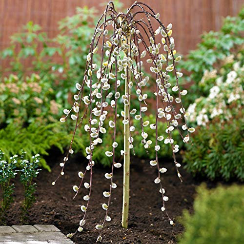 Salix Caprea Pendula 'Kilmarnock' Tree | Weeping Pussy Willow Trees for Small Gardens, Patios & Borders | Lollipop Potted Ornamental Garden Plant (2ft - 3ft)
