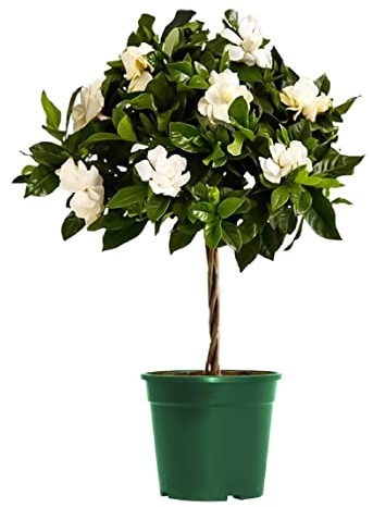 American Plant Exchange Mini Gardenia Vetchii Tree, Live 6-Inch Indoor Flowering Plant, Fragrant Houseplant for Home or Office, for Mother's Day & Year-Round Décor