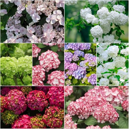 ortensia resistenti - semi semi interni resistenti balcone giardino ortensia perenne decorazione balconi - Serie Rara 150pcs