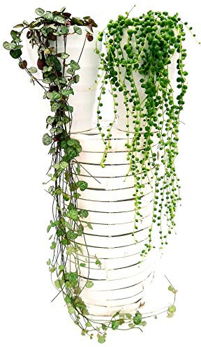 POWERS TO FLOWERS - SENECIO ROWLEYANUS, COLLANA DI PERLE e CEROPEGIA WOODII XXL, IN VASO CERAMICA BIANCO, piante vere