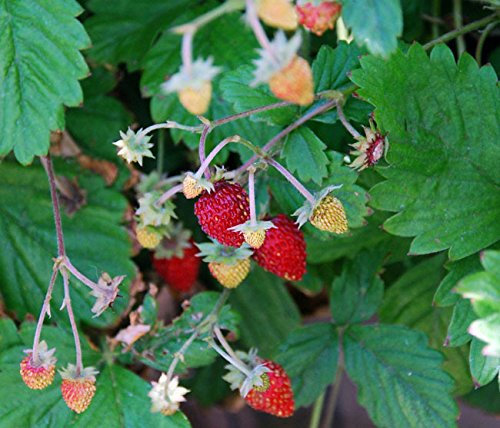 Alpine Strawberry Plant Grown in 9cm Pot