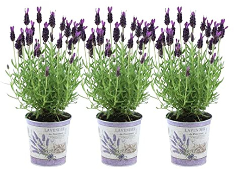 Plants by Frank Lavandula Stoechas Anouk®, Topf Deluxe, 3 Stück, Ø 13 cm