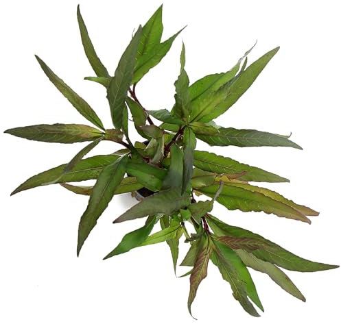 K2AQUA Hygrophila Costata Live Aquarium Plant Fast-Growing Narrow Green Leaves Easy Care Low Maintenance Midground Background Freshwater Tropical Tank Natural Decoration Beginner Friendly