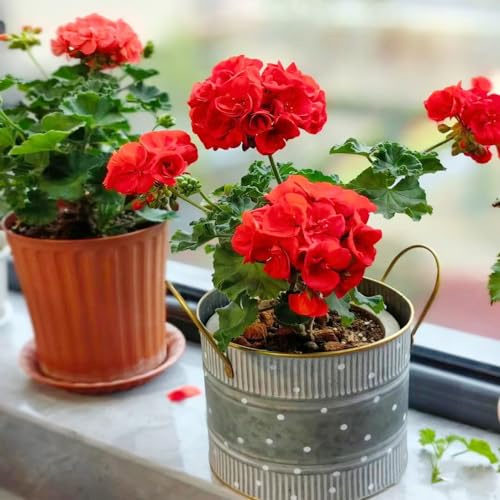 geranien sommerblumen blumenbeet balkon dekopflanze frühlingsblumen wildblumen balkonblumen blumensaat exotische zimmerpflanzen balkonpflanze blumendeko blumenwiesensaat blumensamen 550samen
