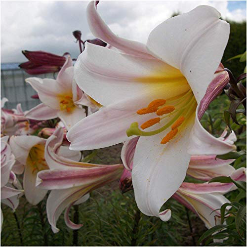 3 x Giant Dutch 'Regale' Lilies - Summer Flowering White Lily Bulbs