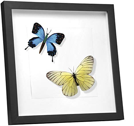 EUGAD 3D Bilderrahmen zum befüllen, 20x20 cm, Schwarz, 1.5cm Tiefer | 3D Objektrahmen, Tiefer Rahmen für Wand- & Tischrahmen, Shadow Box für Fotos, Hochzeitsstrauß, DIY Kunstwerke