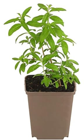 Hierbaluisa Planta Cultivada con Cuidado para tu Tranquilidad y Placer