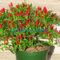 Semi di peperoncino piccante Thai Sun Capsicum Annuum Zier Chili Bonsai Pianta Mini Semi di peperoncino piccante Confezione da 100 semi