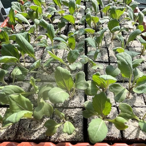 Spitzkohl Jungpflanzen 12er-Set Gemüsepflanzen