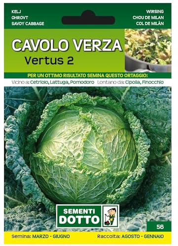 Sicignano | Semillas de col de Verza Vertus 2, talla media, tallo corto, bolsa extra – 6 paquetes de 5,5 g, cosecha invernal
