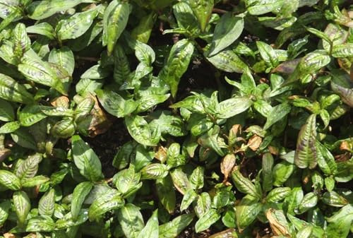 Vietnamesisk koriander – Persicaria odorata – koriander 25+ frön F 230